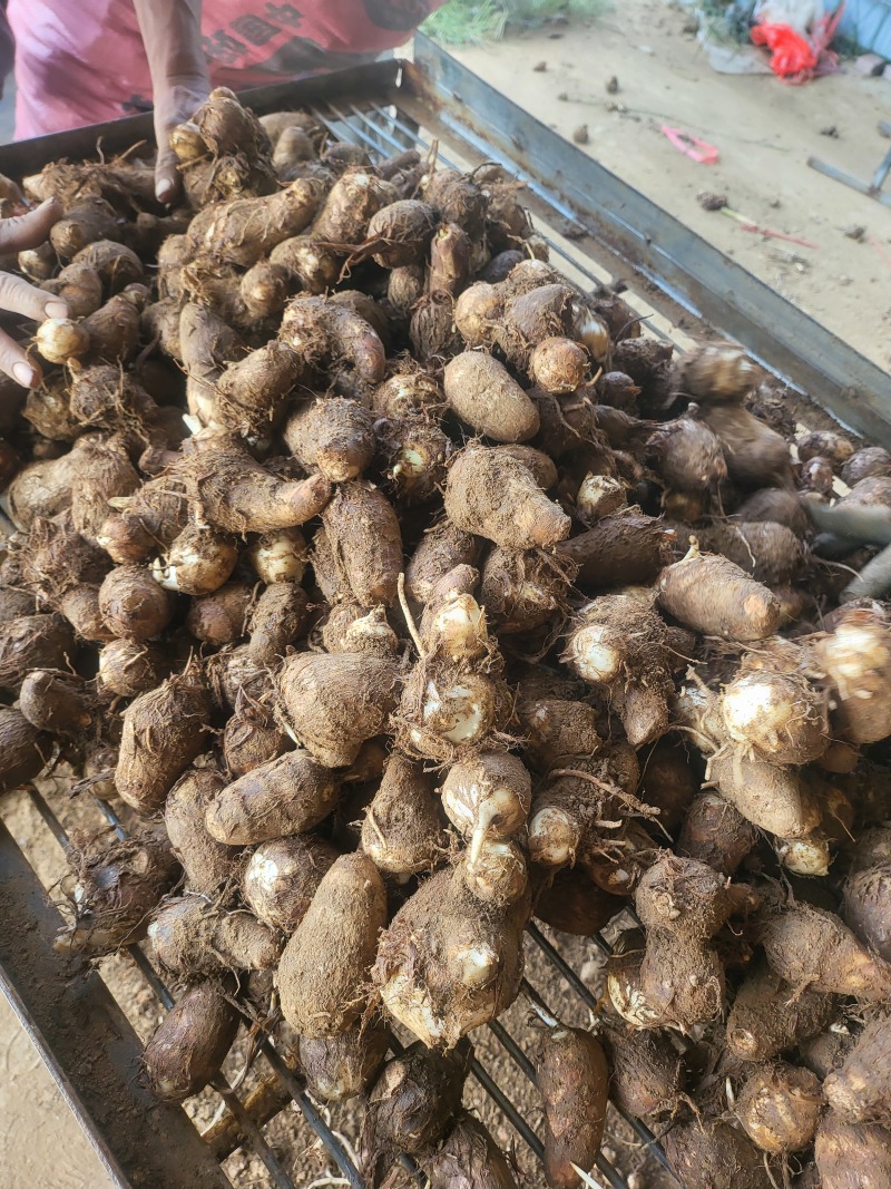 毛芋头