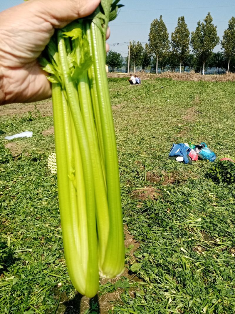 芹菜没有叶斑病，没有烂根烂叶，保证质量信，信誉第一。