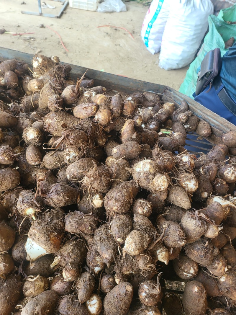毛芋头