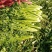 芹菜没有叶斑病，没有烂根烂叶，保证质量信，信誉第一。