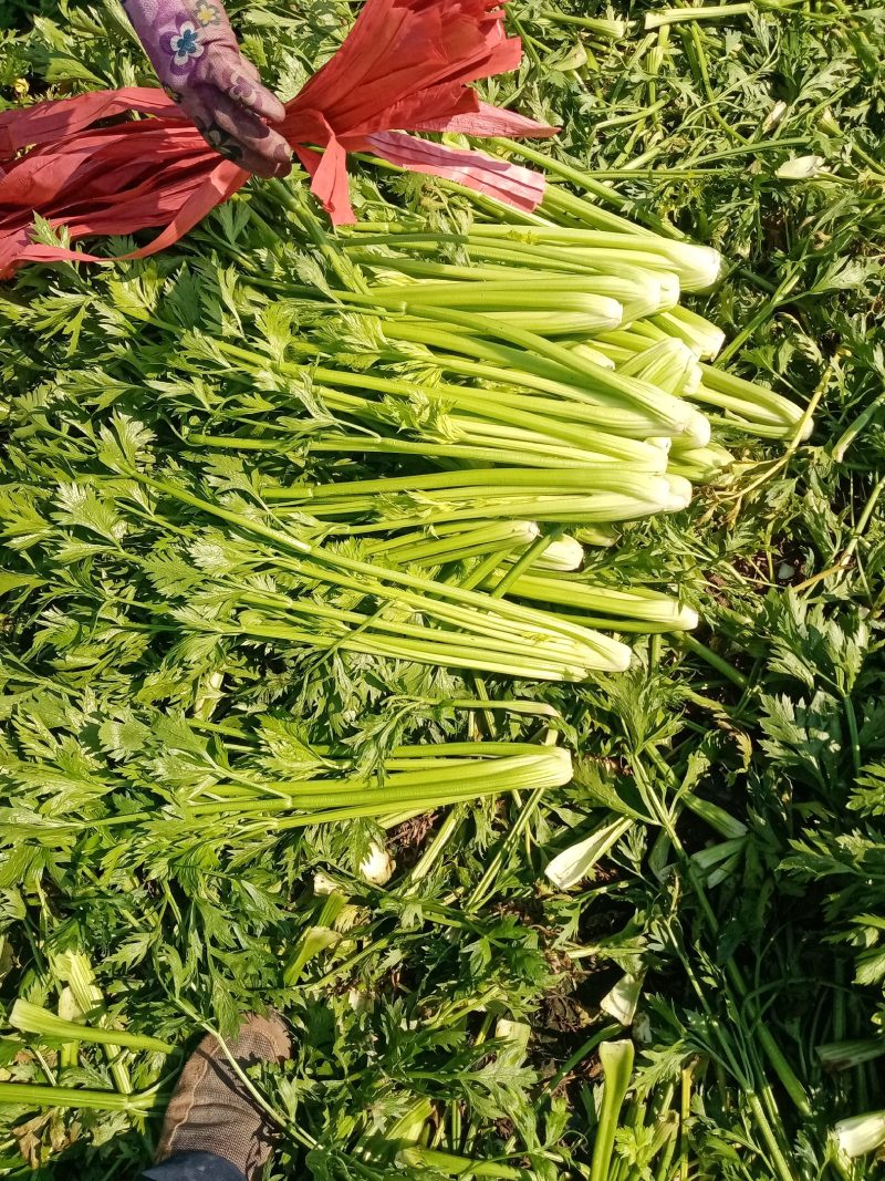 芹菜没有叶斑病，没有烂根烂叶，保证质量信，信誉第一。