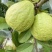 清甜爽脆珍珠白番石榴芭乐质量保证支持线上线下实地考察