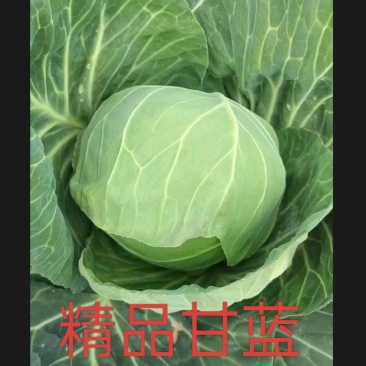 精品甘蓝