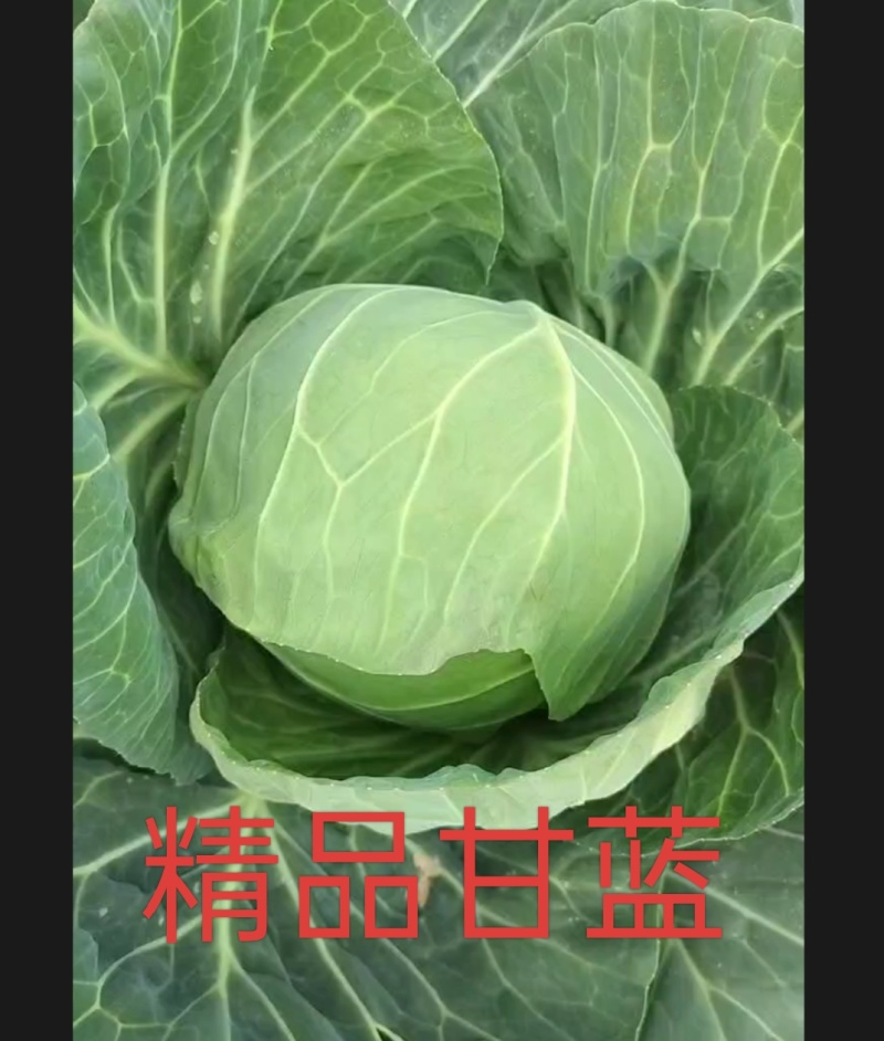 精品甘蓝