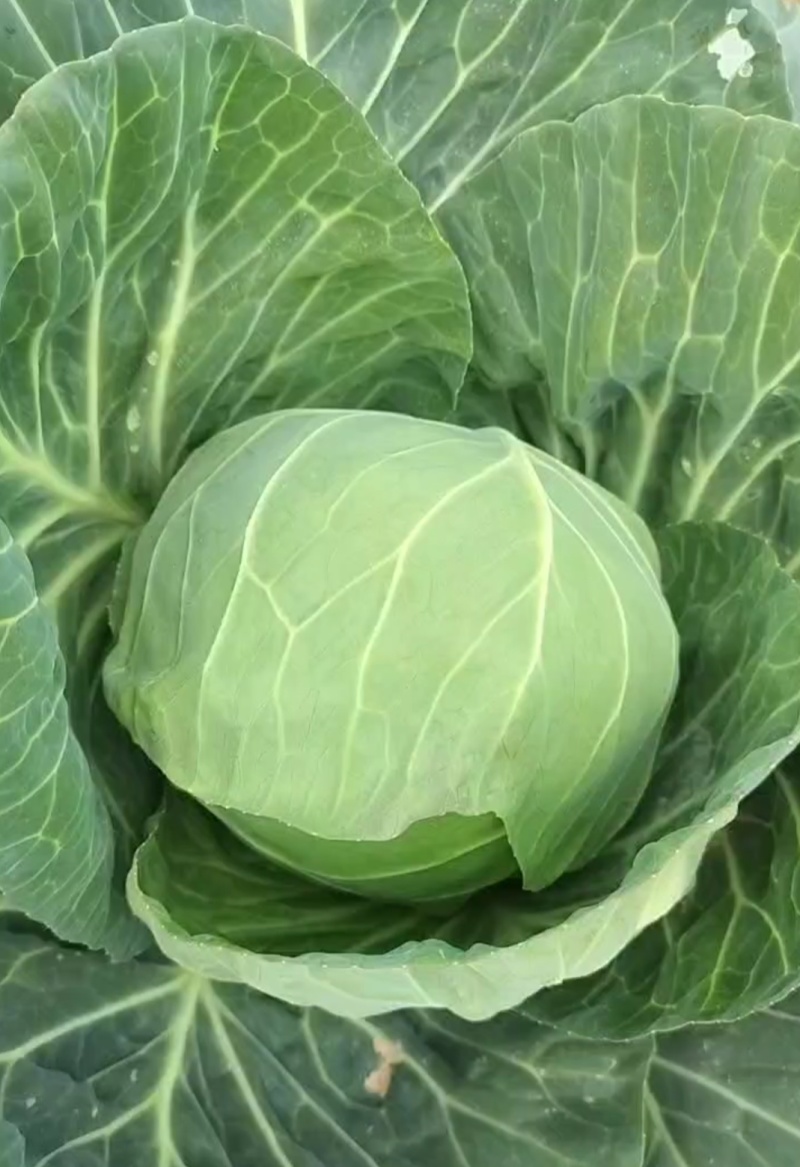 精品甘蓝