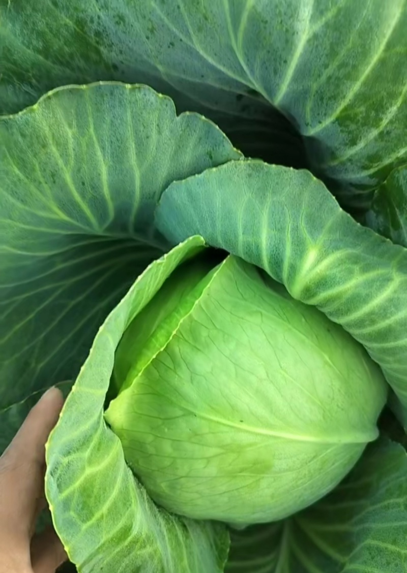 精品甘蓝
