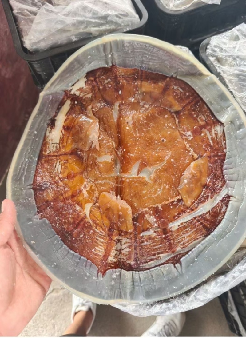 海蜇头渔船打捞腌制海蜇头海鲜过年过节必备