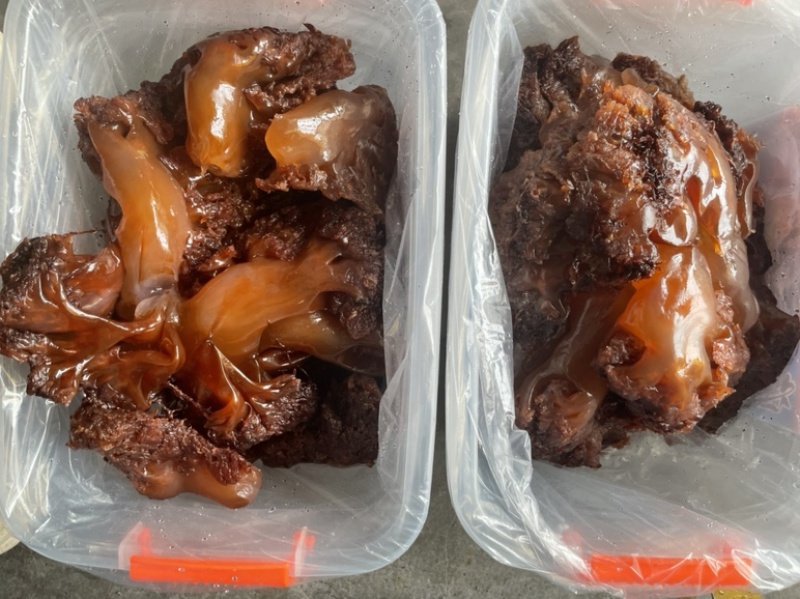 海蜇头渔船打捞腌制海蜇头海鲜过年过节必备