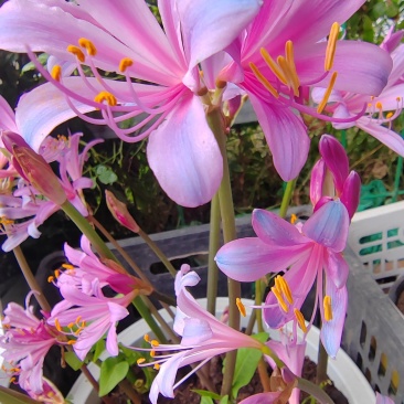 换锦花（紫花石蒜）