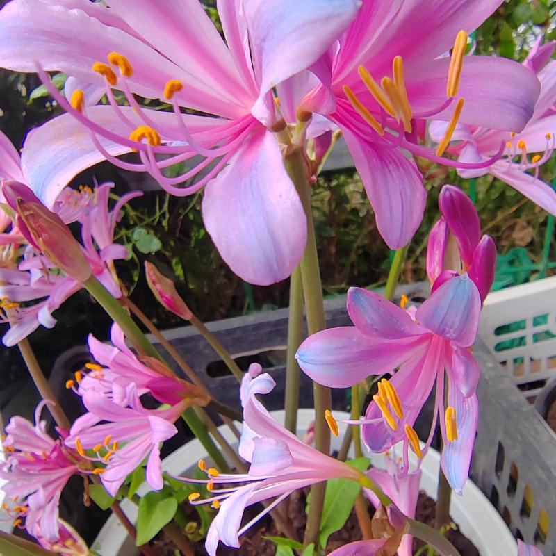 换锦花（紫花石蒜）