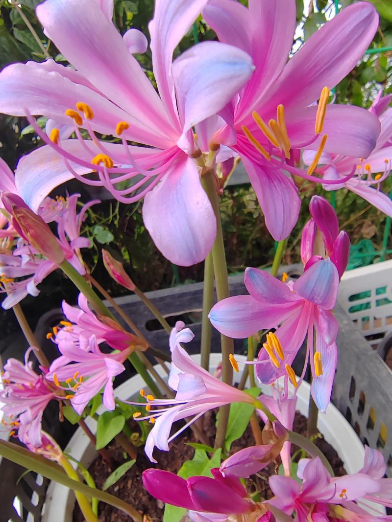 换锦花（紫花石蒜）