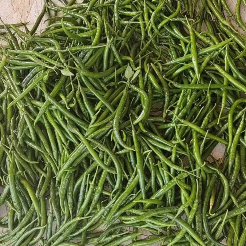 四号线椒