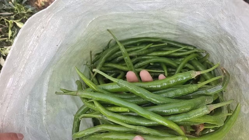 四号线椒