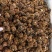 消瘤藤