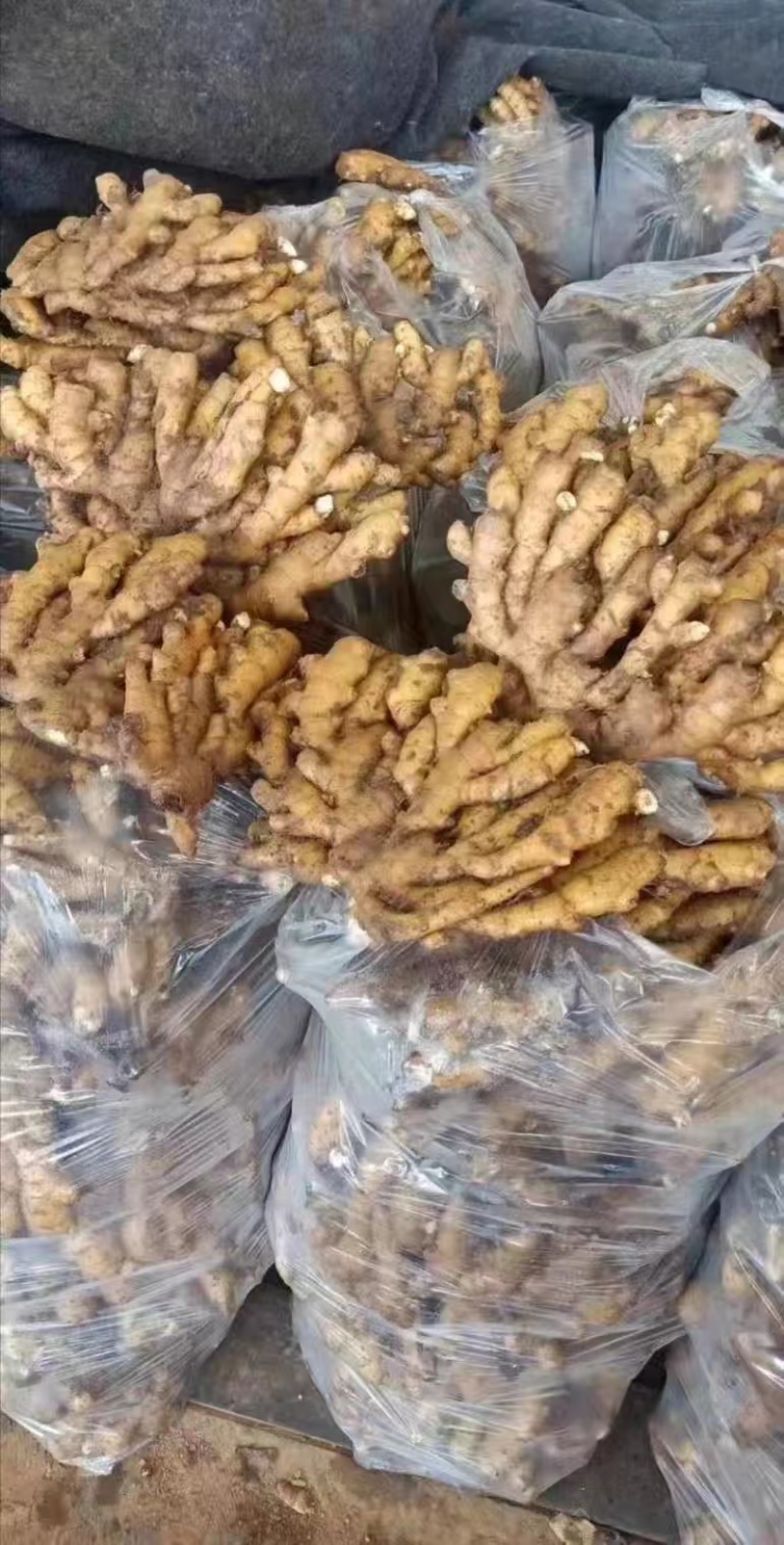 山东生姜基地直发/块大颜色靓，辣味十足，质量保证全国发货