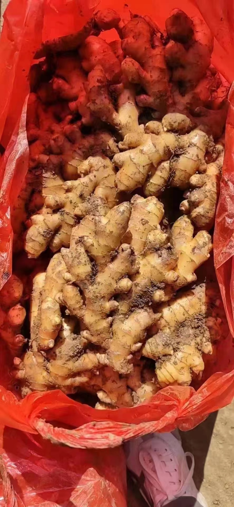 山东生姜基地直发/块大颜色靓，辣味十足，质量保证全国发货