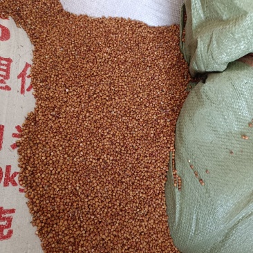 红樱子高梁