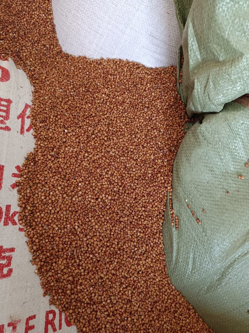 红樱子高梁