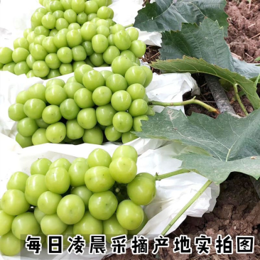 河北晋州大棚阳光玫瑰产地批发口感好颗粒大欢迎采购