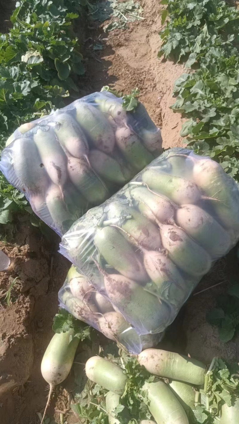 陕西大荔萝卜精品青萝卜货源充足量大从优水泥萝卜