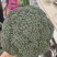 冬季耐寒优质西蓝花苗翡翠11号苗好价优对接全国