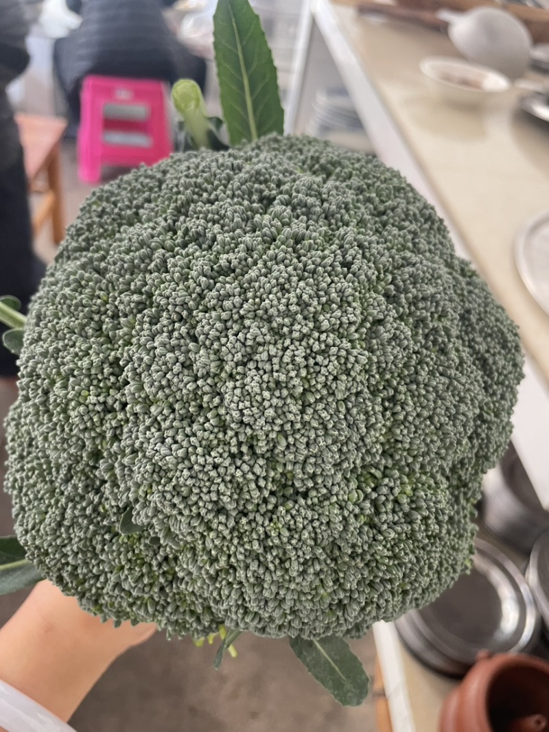 冬季耐寒优质西蓝花苗翡翠11号苗好价优对接全国