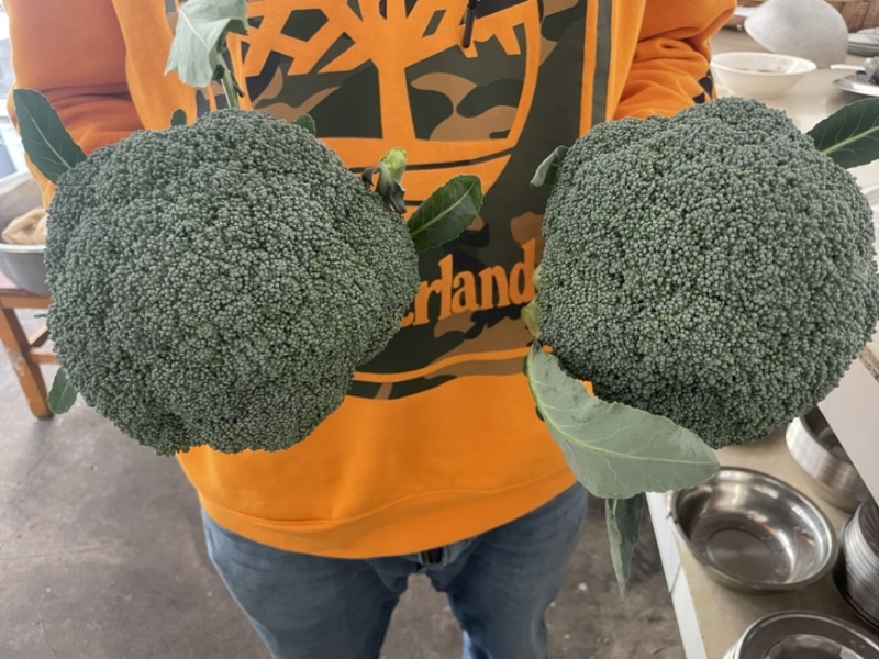 冬季耐寒优质西蓝花苗翡翠11号苗好价优对接全国