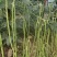 豇豆种子帝王绿白籽白花翠绿色厚肉长豇豆80厘米春夏秋