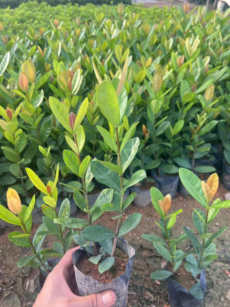 龙船花。