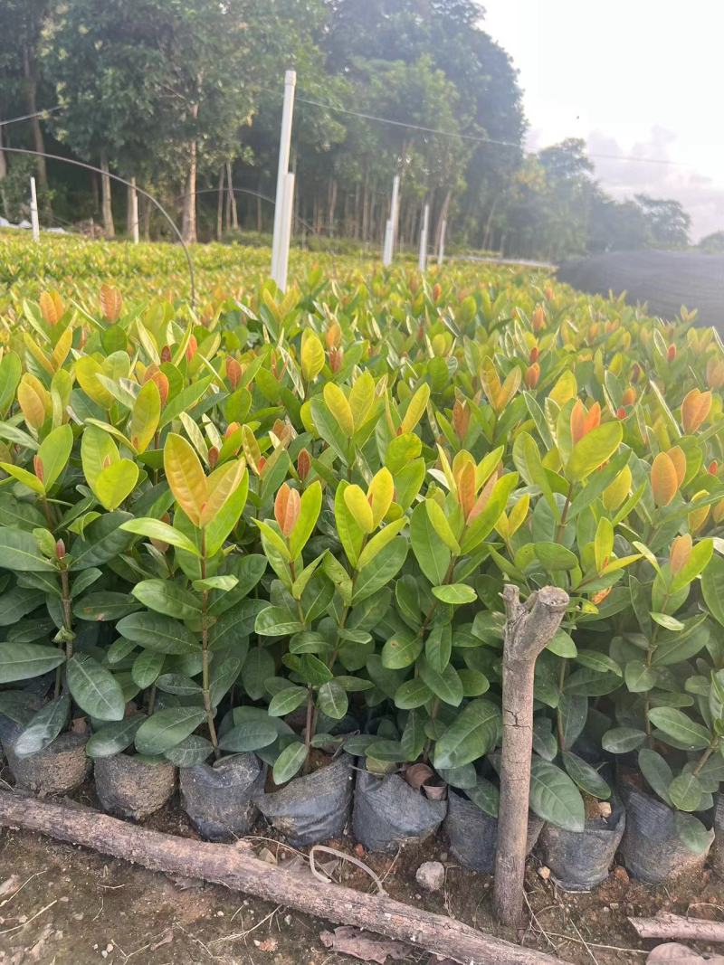 龙船花。
