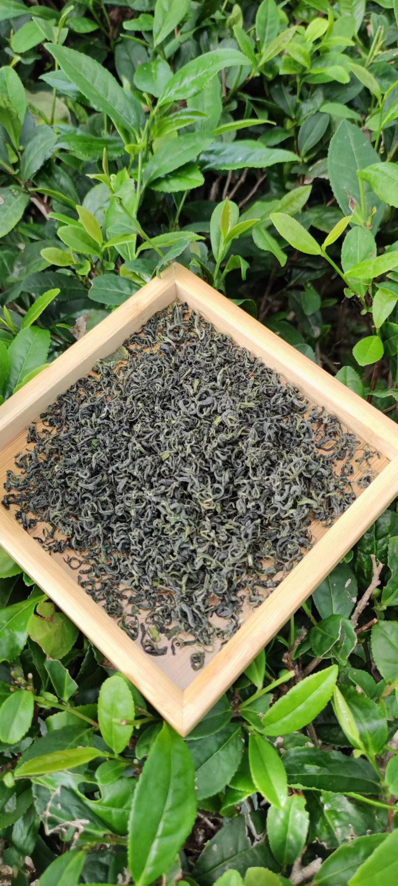 青岛崂山绿茶，茶园供货。