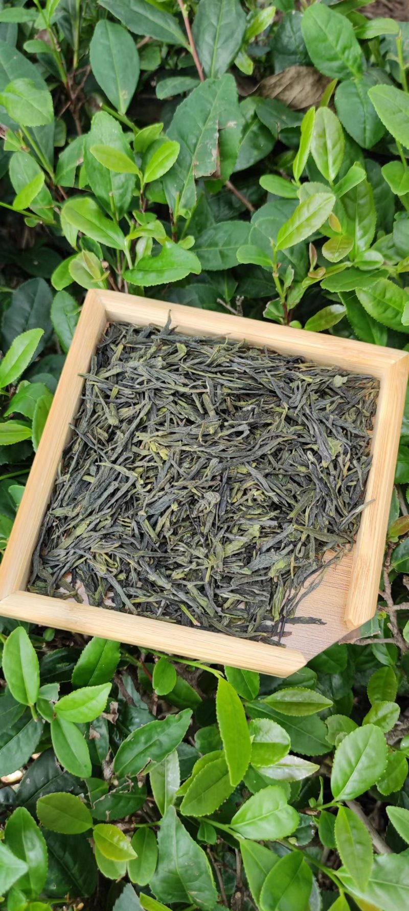 青岛崂山绿茶，茶园供货。