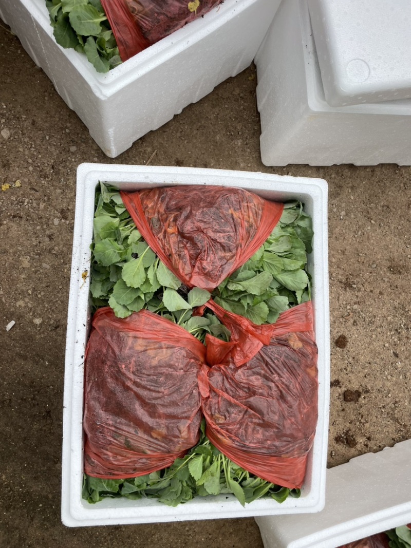 甘蓝苗，适合冬季的圆包甘蓝品种，品质保证，菜型好