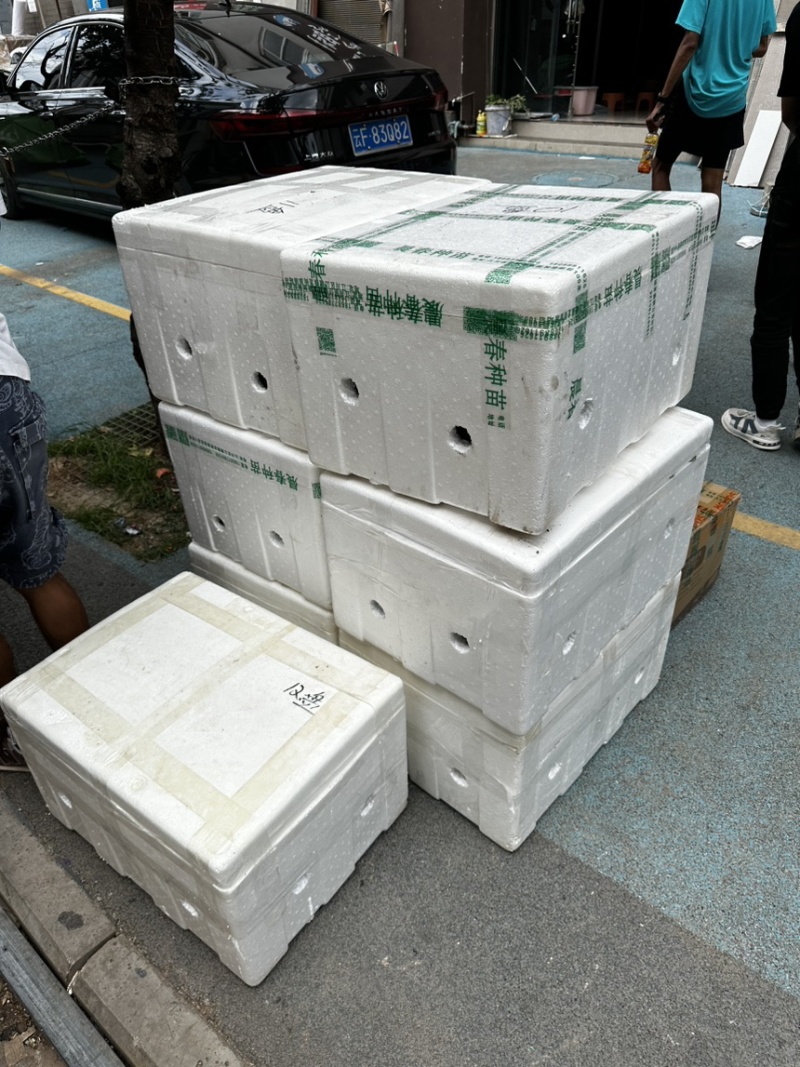 甘蓝苗，适合冬季的圆包甘蓝品种，品质保证，菜型好