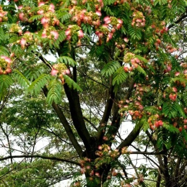 绒花树