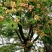 绒花树
