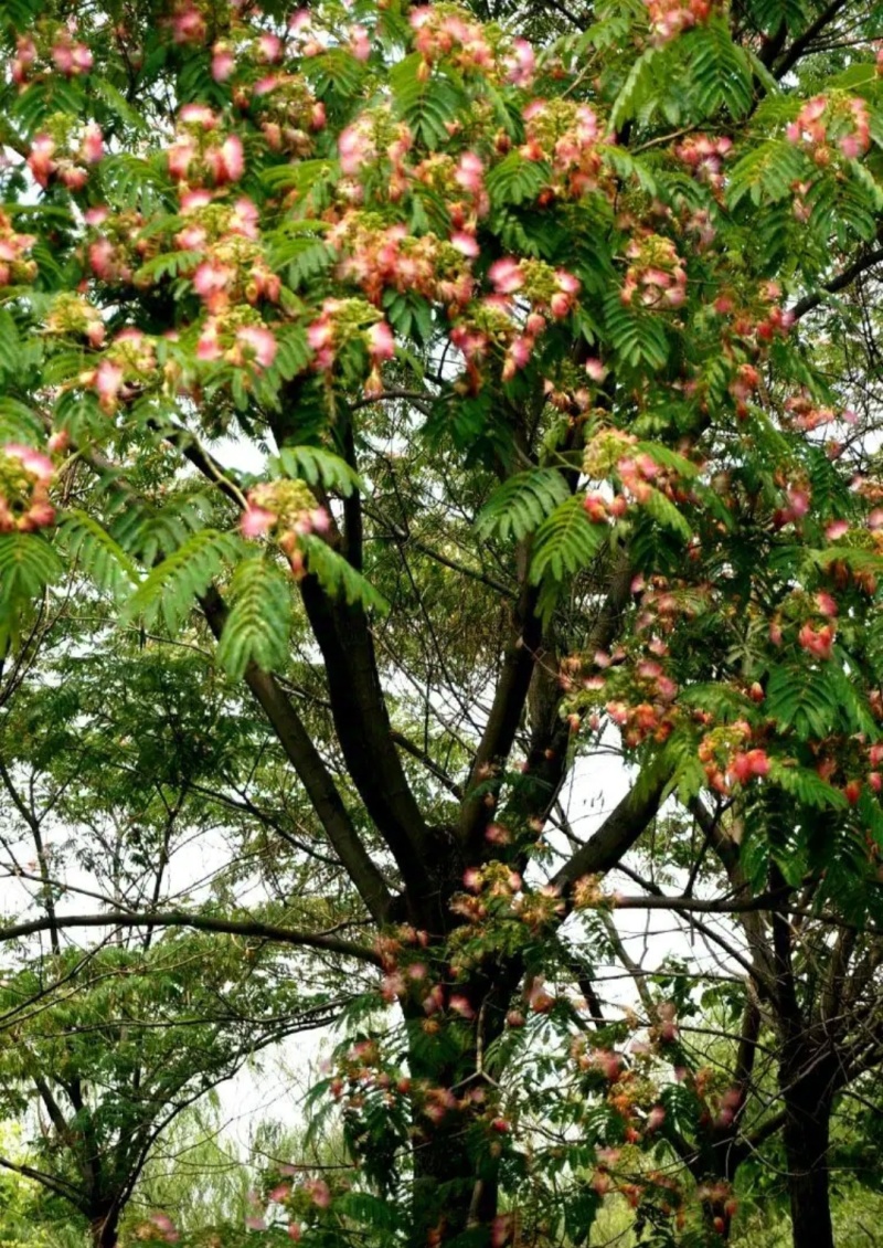 绒花树