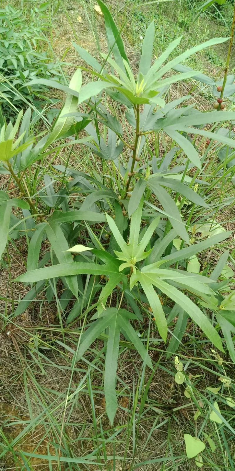 野生无硫磺五指毛桃，产地直发，诚信经营，欢迎客商来电