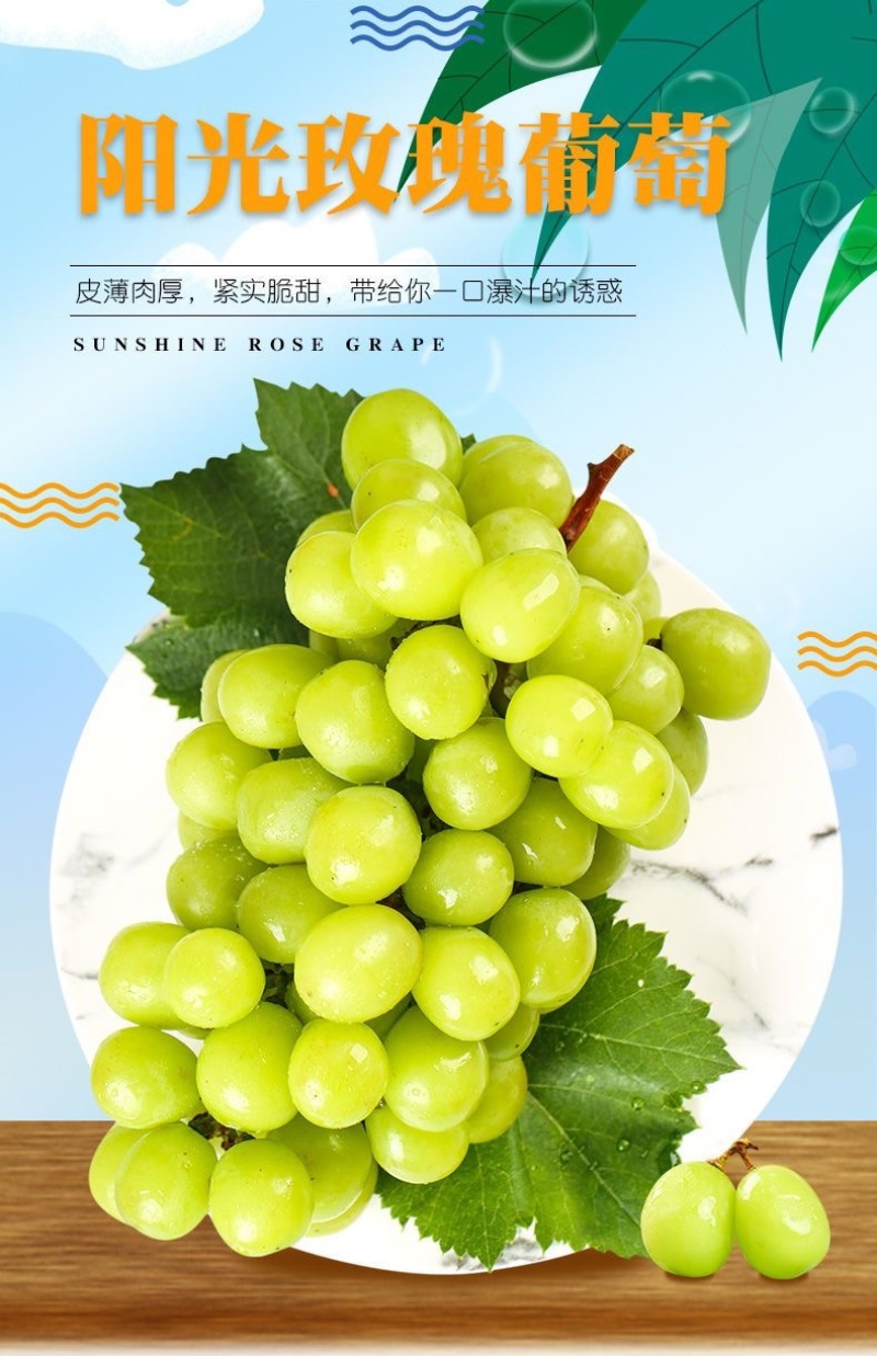 河北晋州大棚阳光玫瑰产地批发口感好颗粒大欢迎采购