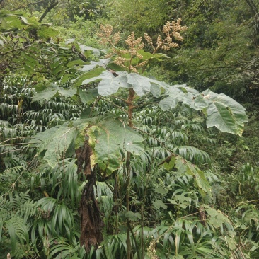大通草根通草