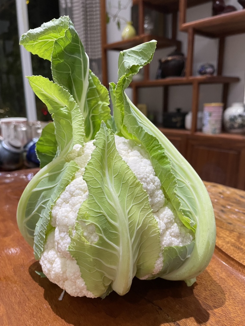 云南玉溪花椰菜苗，欢迎选购一手资源产地直发
