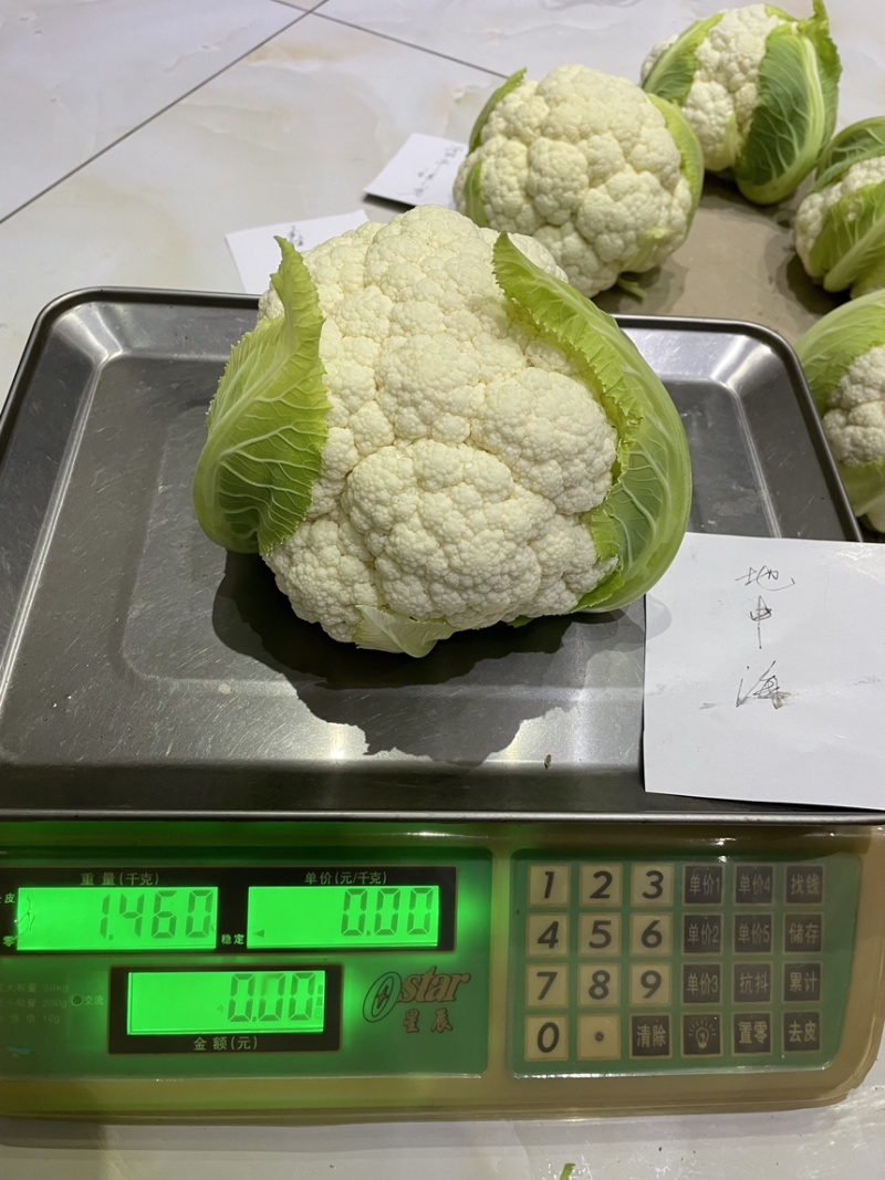 云南玉溪花椰菜苗，欢迎选购一手资源产地直发
