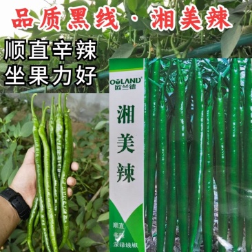 黑皮线椒种子欧兰德湘美辣深绿皮顺直香辣高辣线椒条椒辣椒种