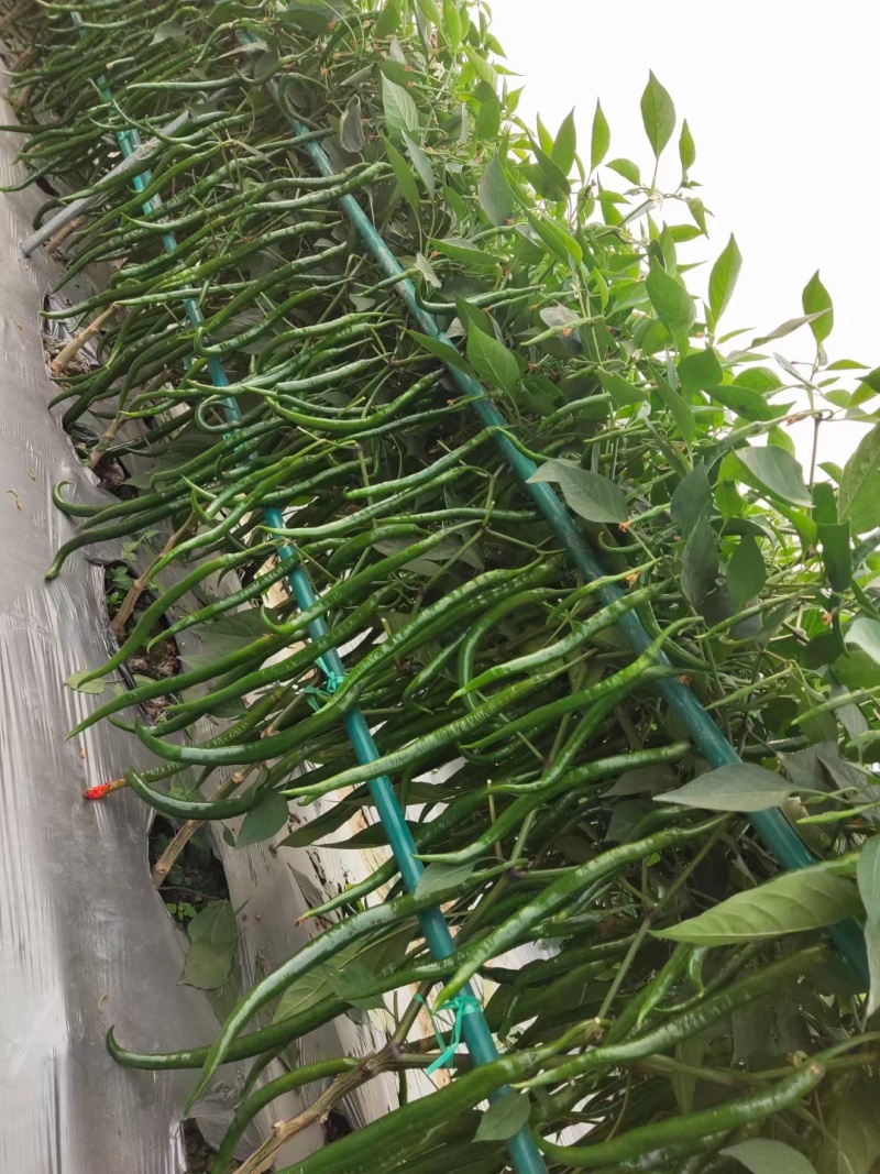 黑皮线椒种子欧兰德湘美辣深绿皮顺直香辣高辣线椒条椒辣椒种