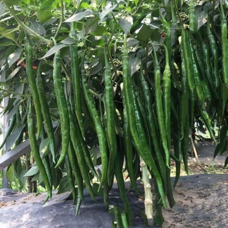 黑皮线椒种子欧兰德湘美辣深绿皮顺直香辣高辣线椒条椒辣椒种