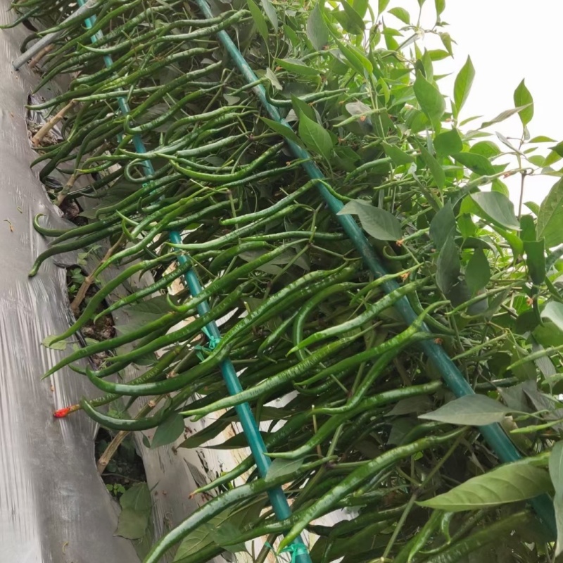 黑皮线椒种子欧兰德湘美辣深绿皮顺直香辣高辣线椒条椒辣椒种