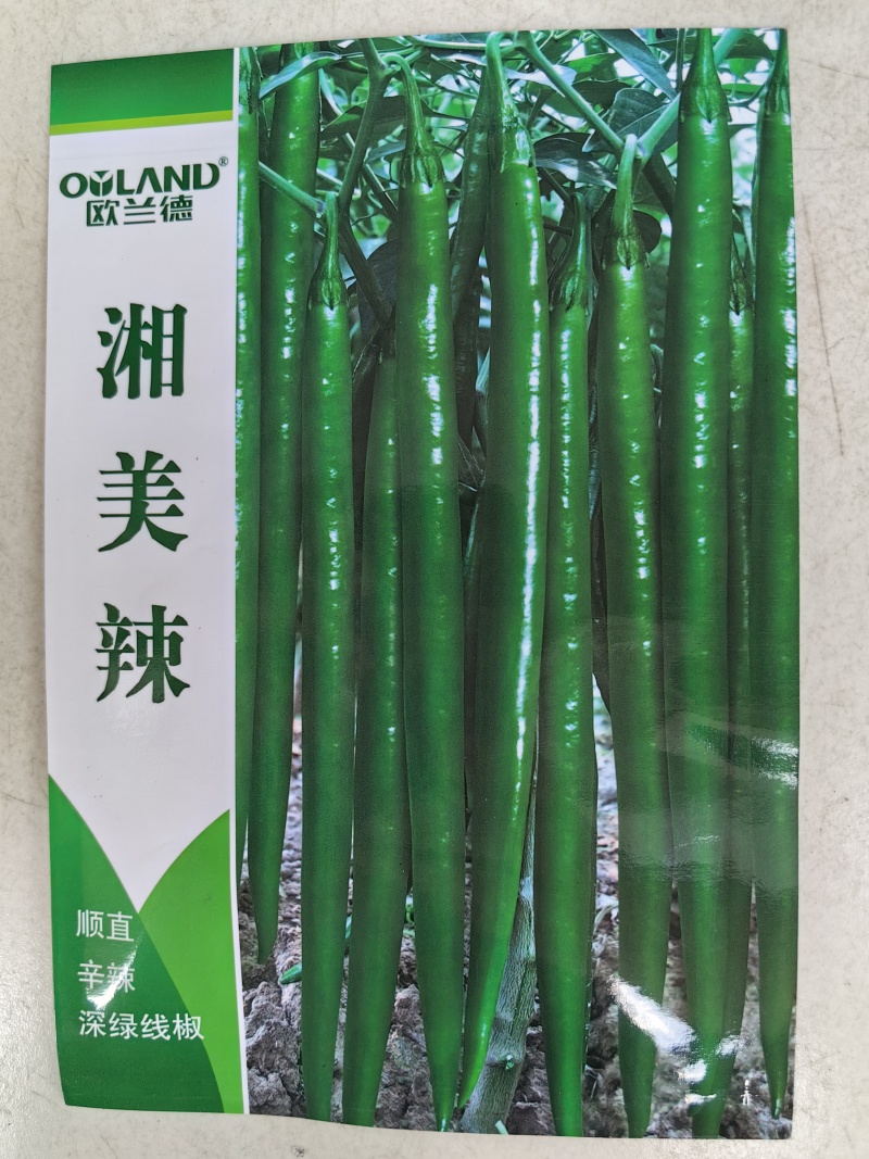 黑皮线椒种子欧兰德湘美辣深绿皮顺直香辣高辣线椒条椒辣椒种