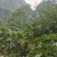大通草根通草