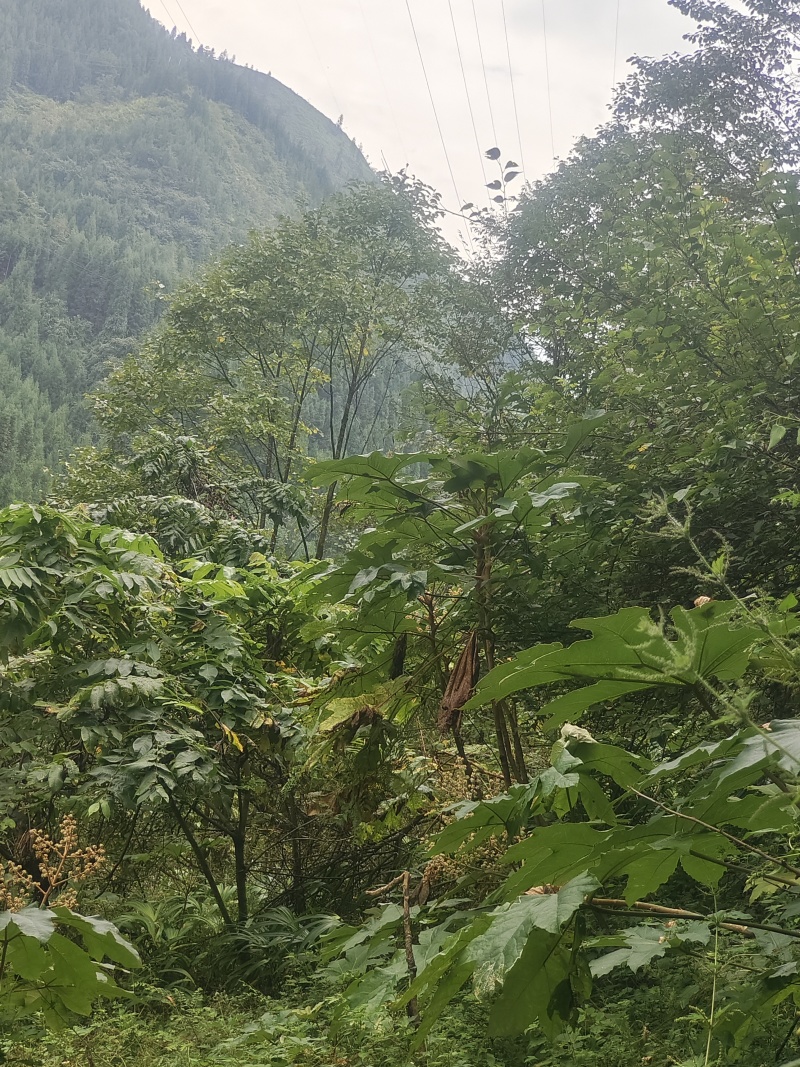大通草根通草