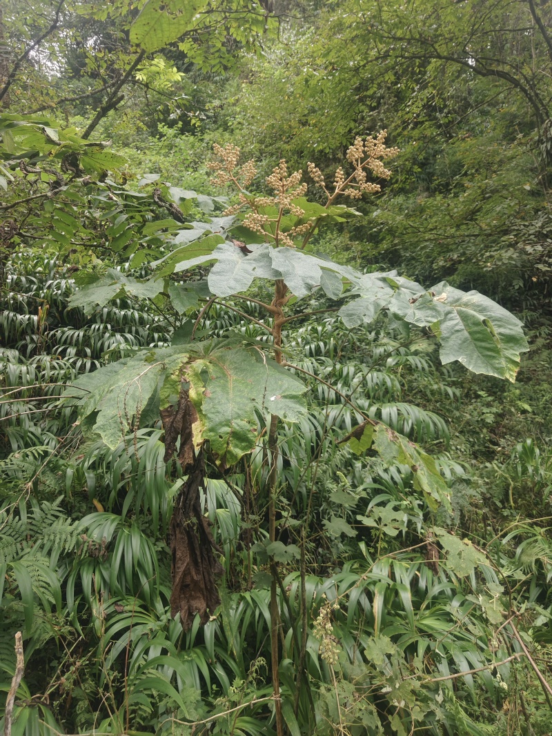 大通草根通草